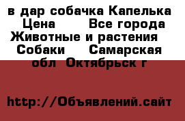 в дар собачка Капелька › Цена ­ 1 - Все города Животные и растения » Собаки   . Самарская обл.,Октябрьск г.